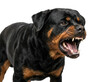 © MUHAMADABUL - An aggressive rottweiler dog baring its teeth and growling, captured in a close-up studio shot with a white background, conveying a fierce and intimidating mood.
