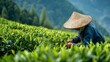 © Sinechana - 83.06011247 83 Female tea picker working in spring tea fields, rolling mountain landscape, fresh leaves in hands, soft natural light, authentic agricultural stock photo