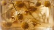 © happy Wu  - 黄金色の温かいオイルやハーブティーに浸るカモミールの花のクローズアップ。マクロレンズで捉えたナチュラルな植物エキスやアロマテラピーの背景素材。