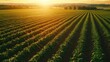 © Javid - Aerial view of farmland rows irrigated at sunset. AI generated image