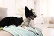 © New Africa - Beautiful Border Collie dog lying on soft sofa at home