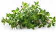 © Walton - Thyme Fresh Herb Isolated