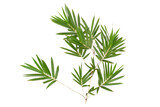 Tropical green bamboo plant foliage cut out for natural design element.