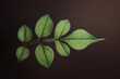 © Cavan Images - Green leaf in moody dark background