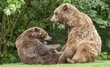 © Frank Sommariva/imageBROKER - Brown bear (Ursus arctos) two bears, male and female, social behaviour, Germany
