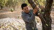 © Avany - Young man shaking tree trunk to harvest green walnuts in orchard.