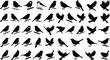 © GR Graphics - Collection of black bird silhouettes on white background, perched and flying