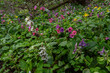 © Oleh Marchak - Lungwort thrives in vibrant colors among lush green foliage in a spring forest setting
