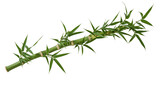 Green bamboo stalk with delicate leaves, isolated on transparent background