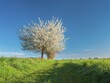 © AVTG/imageBROKER - Landscape with green fields and blossoming cherry trees along a country lane in spring, Bad Bibra, Saxony-Anhalt, Germany