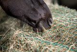 Close-up of a dark horse muzzle grazing on loose hay in a stable, feeding on dried grass