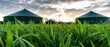 © Rattana - Modern green farm tents amid lush grass under dramatic cloudy sky at sunset