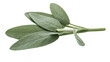 © Miguel - Fresh sage leaves sprig green herb plant