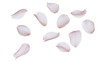 © Patricia - Scattered light pink cherry blossom petals