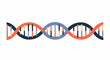 © Raihan - DNA double helix model structure illustration