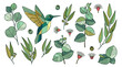© ADwi - Set von handgezeichneten Eukalyptus-Zweigen und einem stilisierten Kolibri im geometrischen Vektor-Stil auf weißem Hintergrund für florale Dekorationen