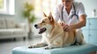 © Leonardo - Perro mayor disfrutando de ejercicios suaves de fisioterapia con un especialista en rehabilitación veterinaria en un centro de bienestar luminoso