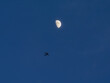 © Colombe Delons - Avion de ligne passant devant la Lune dans un ciel bleu au crépuscule, symbole de voyage aérien et de transport