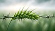 © RasangiStocks - Green Wheat Stalk Choked by Thorny Bramble Vine Closeup