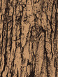 © Grazie - Grunge tree bark texture vector design