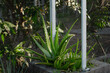 © HooSv - Green aloe vera plant growing in a concrete planter outdoors with a garden net background.