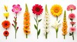 © Leonardo - Colección de flores tropicales recién cortadas dispuestas en filas paralelas sobre un fondo blanco continuo