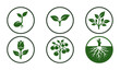 © Sajid - Green plant growth icon set collection , set of 6 organic seedling and sprout vector symbols, botanical life stage illustrations for gardening and agriculture