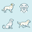 © Windy - Minimalist vector illustrations of a golden retriever dog