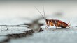 © DriftPixels - Cockroach Perilous Journey Close Up Macro Shot of Insect Crossing a Crack in Parched Earth in a Dry Landscape