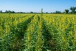 © Olena - Open countryside scene of blooming sunn hemp with lush green plants and expansive blue heavens