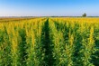 © Popelniushka - Agricultural landscape featuring a vast sunn hemp field under a clear blue sky