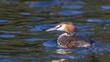 © Reinhard Hölzl/imageBROKER - Great crested grebe (Podiceps scalloped ribbonfish) swimming on a lake, Reintaler See, Breitenbach, Tyrol, Austria