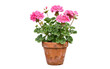 © Vector Design - Blooming pink geranium in terracotta pot isolated, flowering potted plant garden design element on white and transparent background