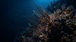 © Wnd - Gorgonian sea fan coral underwater in deep ocean dark background