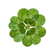 © Studicon - Isolated four leaf clover with water droplets symbolizes luck and fortune on a white background