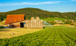 © Sergio Grisaldi - Idyllic farm with traditional barn, wooden crates, and a cute cat sitting near a lush green potato field, beautiful countryside landscape at sunset, organic farming and rural lifestyle concept