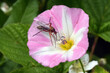 © Volkmar - Ackerwinde, weiß-rosa Blüte mit Tanzfliege. Die Blüten öffnen sich nur für einen einzigen Tag, oft nur bei sonnigem Wetter. Wichtige Nektarquelle für Insekten.
