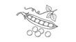© Muhammad - Green pea pod with peas sketch illustration vegetable illustration ingredient culinary monochrome botanical tendrils