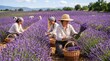 © Gabriel - Agricultural workers collecting fragrant lavender