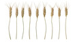 © Lubos - Eight ripe wheat stalks with golden grains and thin stems