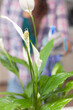 © DC Studio - Woman sprays water on home plants in flowerpots, caring for decorative greenery and enjoying an indoor gardening hobby in a domestic setting.