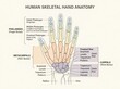 © Aumporn - A human hand with labeled skeletal anatomy is shown in a medical illustration.