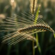© Repa - Close up of a wheat ear in a field with a blurred background and sunlit spikelets