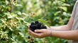© Undersea - Ripe blackberries held in hand during harvest season with green foliage background, suitable for agriculture and food content.