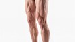 © Thipsuda - Muscular male leg defined quadriceps strong calf vascularity athletic build healthy skin fitness isolated on white background strength power adult motivation