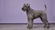 © BETTOVERSE - Kerry Blue Terrier standing in profile against a purple studio background