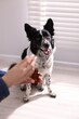 © New Africa - Woman holding pipette with liquid medicine near her dog at home, closeup