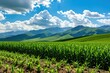 © Viktor - Vibrant corn field grows under sunny blue sky with fluffy white clouds. Majestic green mountains rise in background of agricultural landscape. Rural farmland scenery features fresh plants, earth soil