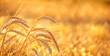 © Ju_see - Golden ripe ears of wheat close up on field, abstract natural background. summer or autumn harvest season. agriculture concept. rustic landscape. symbol of grain harvest, Lammas, Lughnasadh holiday
