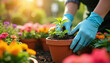 © Pete - Gardener with blue gloves plants a small green sprout into brown clay pot. Colorful flowers bloom around in garden under warm sun. Person works with soil and plant.